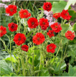 gravilat-chiliyskiy-missis-bredshou-geum-chiloense-mrs-bradshaw-s2-3